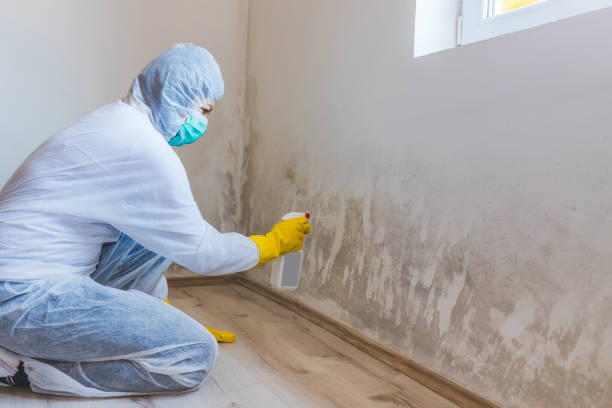 Licensed Black Mold Removal service in Glencoe, IL - WQB Mold Removal