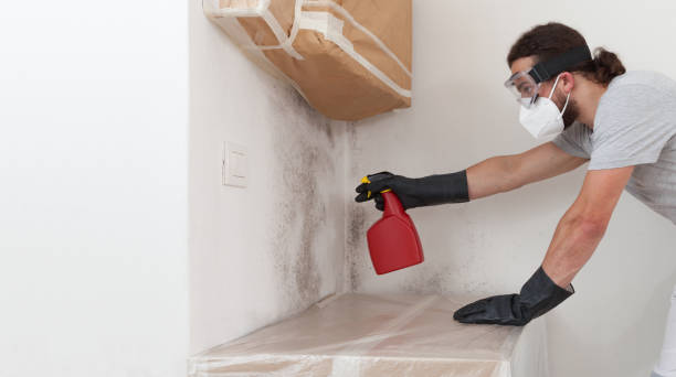Professional Black Mold Removal technician working in Glencoe, IL