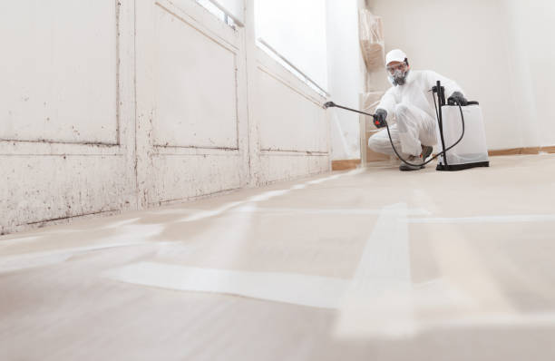24/7 Emergency Black Mold Removal experts in Glencoe, IL