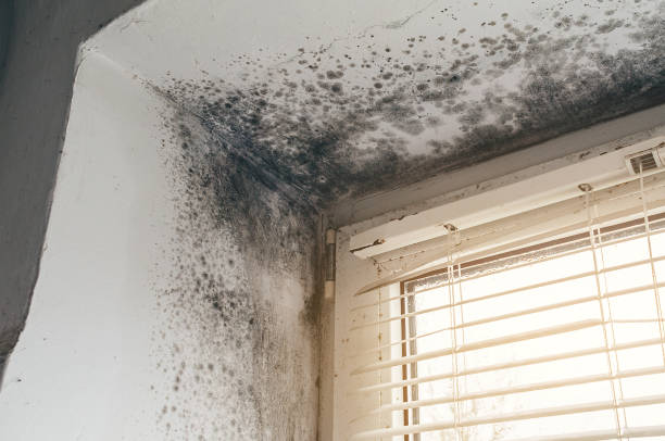 Affordable Black Mold Removal solutions in Glencoe, IL